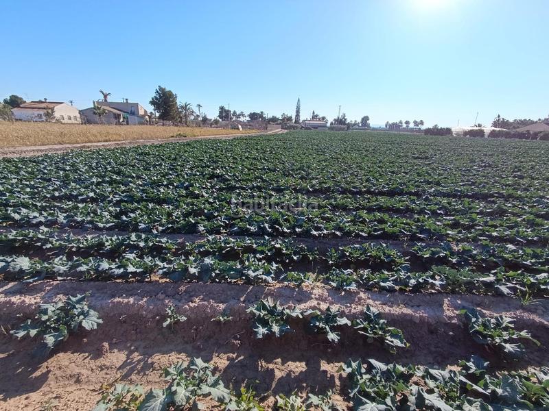 Foto 5390c656-b766-4475-8a1d-d15e906920b2. Propriété dans Crevillente