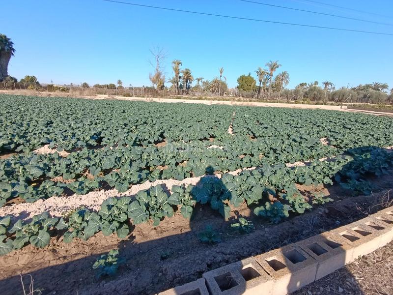 Foto 6a40dc1d-9ca1-417c-b439-046e554e22ed. Propriété dans Crevillente