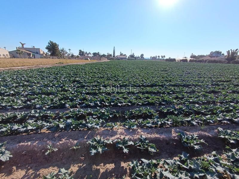 Foto 75785099-1d48-443b-a23b-2865f3c93a36. Propriété dans Crevillente