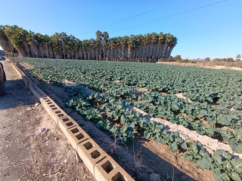 Foto fb463302-837f-482f-b4dd-3147e32efad4. Propriété dans Crevillente