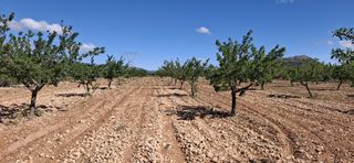 Finca rústica a Monòver