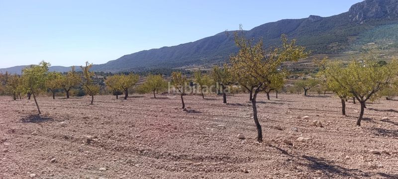 Foto 268908d9-6408-4edf-a566-a67ad312590c. Finca rústica a Romana (la)