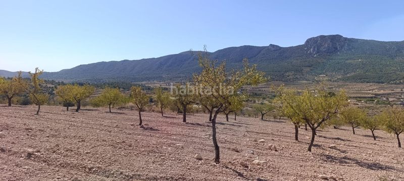 Foto 3d4ff49b-92a9-4302-bd2a-41ad73687176. Finca rústica a Romana (la)