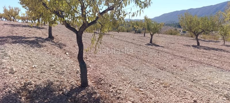 Foto 87139850-802b-4d53-a6d9-816101c5c551. Finca rústica a Romana (la)