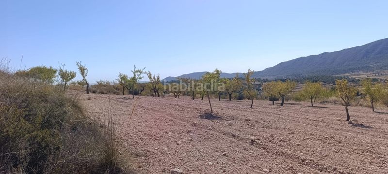 Foto e4d6ba01-2ad5-4fb7-8b5f-33f73ae347d5. Finca rústica a Romana (la)