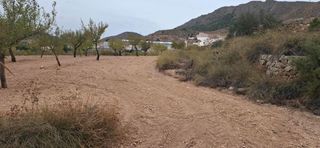Fondo rustico in Romana (la). Oportunidad de inversión en la romana  terreno rústico con plant