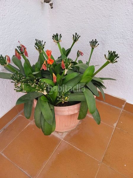 Foto d42621a6-5572-4e2b-be27-87bd954946e3. Chalet en Eixample Sant Feliu de Guíxols