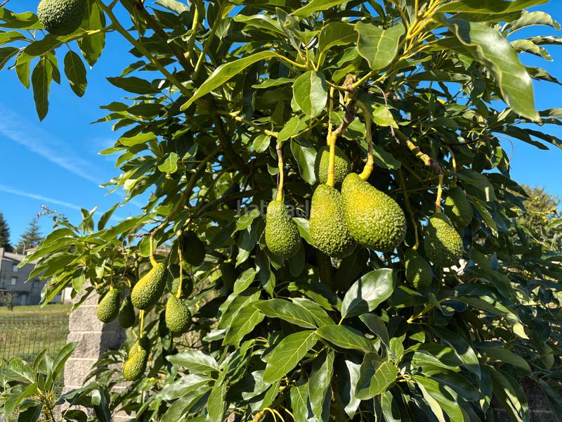 Foto f2039afb-0344-4ce1-ba34-6c6f3b4209d1. Chalet in camiño do casal 2 in Carral