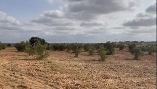 Residential Plot in Palma del Condado (La)