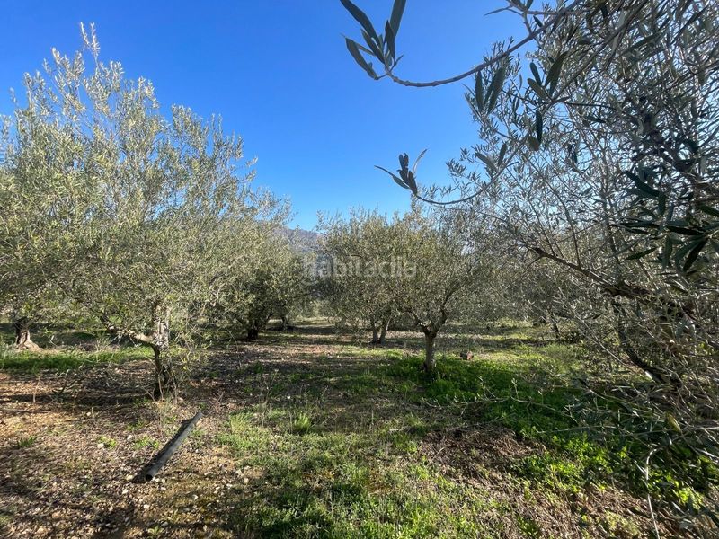 Foto bb3b455f-4e31-47b7-a3cd-89b2bac16a7a. Terreny residencial a Benifato