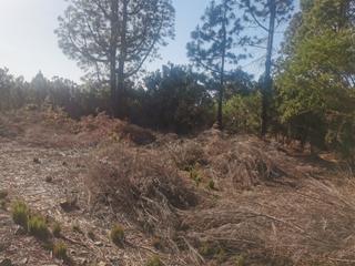 Landgut  Avenida príncipes de españa. Venta de terreno en san josé de los llanos, el tanque.