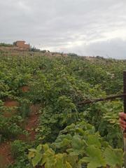 Fondo rustico  Calle la bastona. Venta de terreno rústico agrario en santa úrsula.