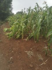 Finca r�stica en Camino lomo alto 8. Venta de terreno en la orotava.