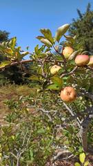 Landgut in Sauzal (El). Venta de terreno rústico en el sauzal.