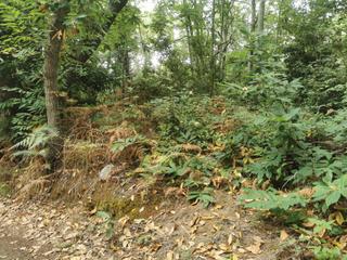 Finca rústica  Calle la rosa. Venta de terreno rústico en santa úrsula.