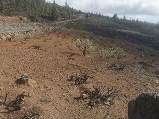 Finca r�stica en Calle principal cruz de tea 8. Venta de terreno r�stico de protecci�n natural en la cruz de tea
