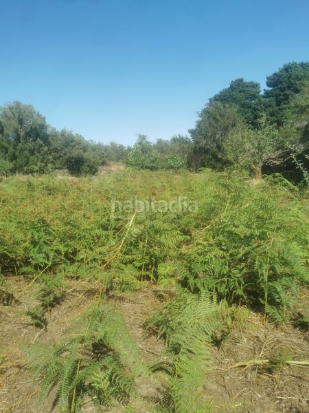 Foto c5f0268c-6506-4500-8196-f4a793e619cf. Finca rústica a calle 45 a Tanque (El)