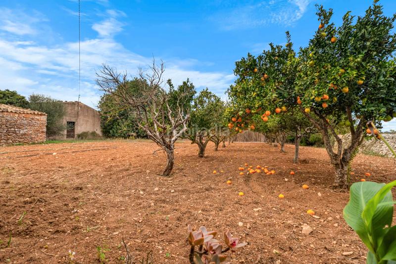 Foto d5734765-c81d-4b2d-9a16-b013dcf537af. Maison dans Felanitx poble Felanitx