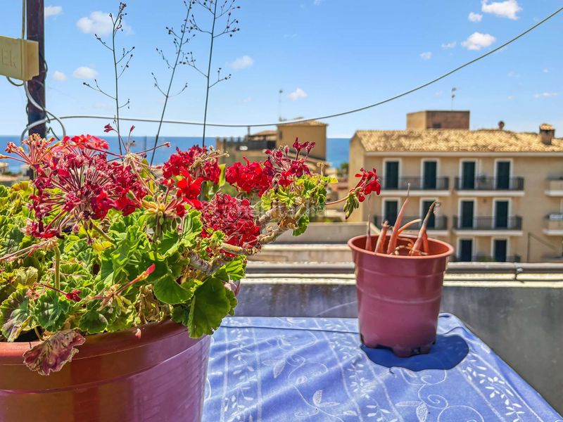 Foto f30d8db2-ad62-456a-87d6-fdd64c5ecb9e. Apartament a Porto Cristo Manacor