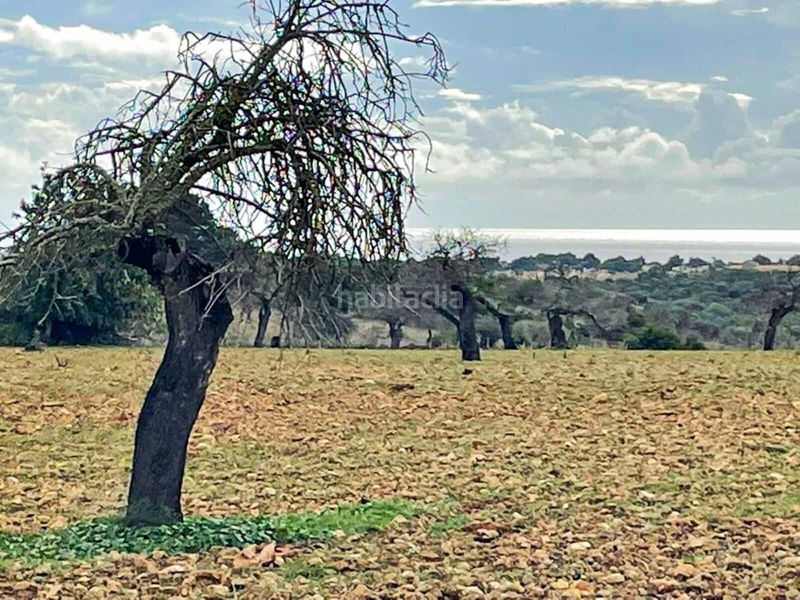 Foto 502ce4a8-74ff-4aed-af12-d19ecb57987f. Masía en Cala Murada Manacor