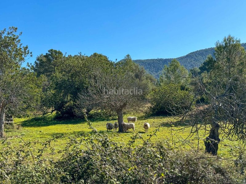 Foto 3ffdf62b-8e53-4965-b445-8a4cb5e5dd09. Masia amb aparcament piscina a Calvià poble Calvià