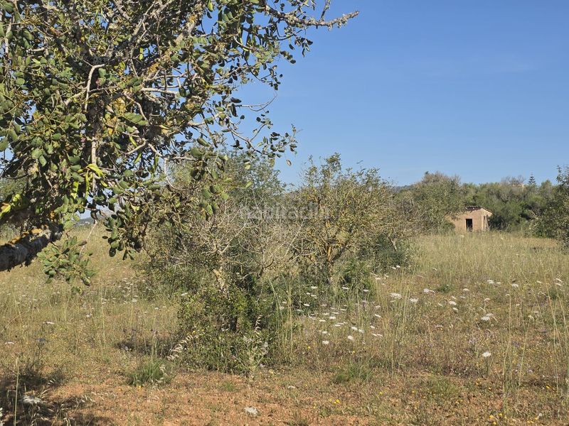 Foto 1fa42931-1556-4120-bde9-91e3f3b43699. Terreny residencial a Manacor centre Manacor