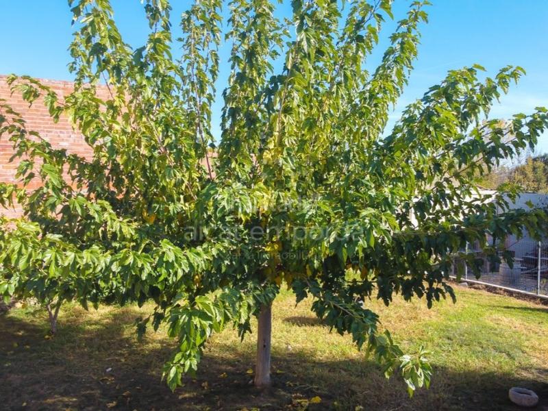 Foto 3003f43d-10ae-4868-a06b-343d68db9b04. Casa en calle vilafant 15 en santa llogaia, privacidad, luz natural, espacio al aire libre ... 396 m2 útiles y 400 m2 de terreno 100 edificable. en Santa Llogaia d´Àlguema