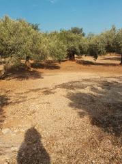Finca rústica en N/a. Finca olivos cerca pueblo