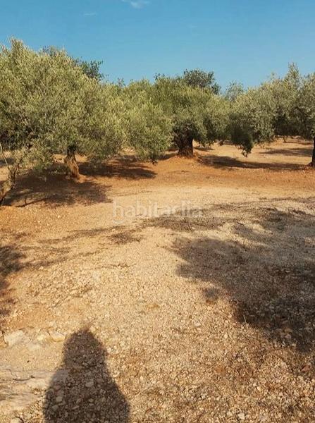 Foto 179f3d12-2363-465c-b6f3-ab908e6d0a0a. Rural plot in n/a in Camarles