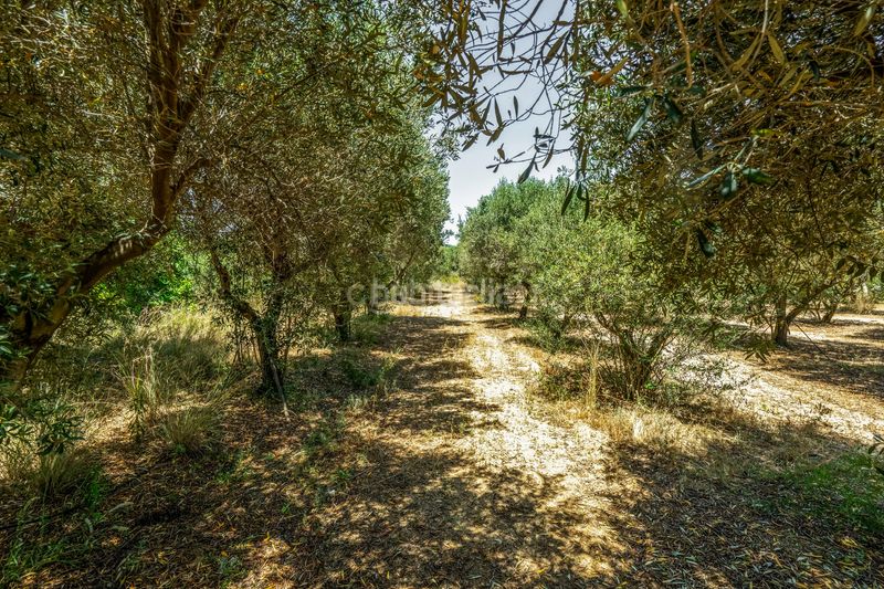 Foto c89a52dc-ff9d-4cf7-9f35-d52924a6563f. Country house in Centre Arenys de Mar