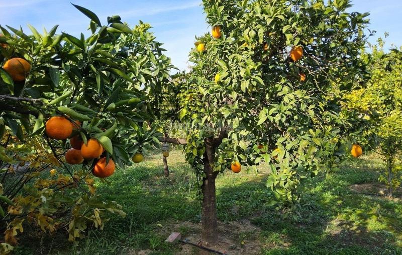 Foto ee39a4af-9d2d-41f4-b3ee-0e7d2a368945. Chalet con parcheggio piscina in Pinos de Alhaurín Alhaurín de la Torre