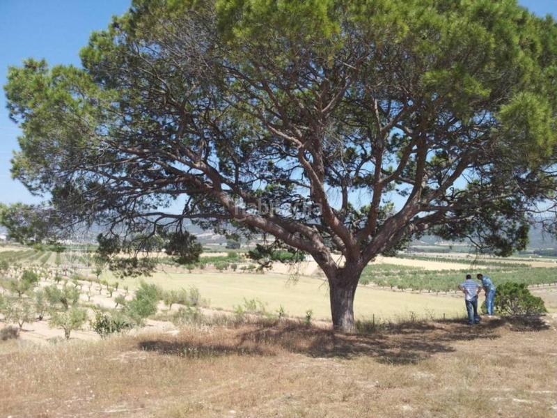 Foto a4facd74-6385-4578-8c7d-429102cb1ee6. Finca rústica  en venta en Castalla