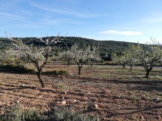 Finca rústica  Biscoy (biscois) pol. 2. Finca rustica en venta  biscoy