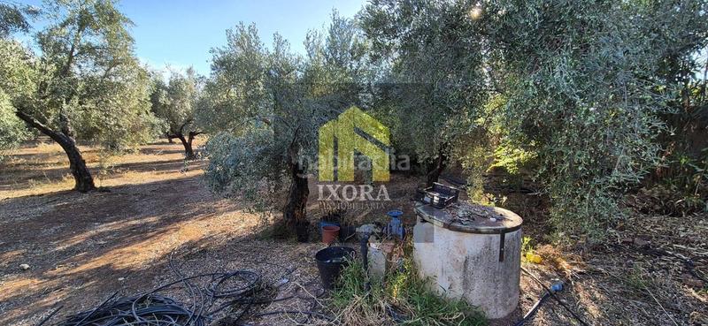 Foto c2501c67-8f7b-463c-aea0-249a4821b7be. Masia a La Zarzuela - San José - Belén Linares