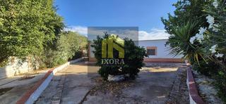 Masia  Córdoba-valencia. Parcela rústica con 100 olivas y casa a reformar