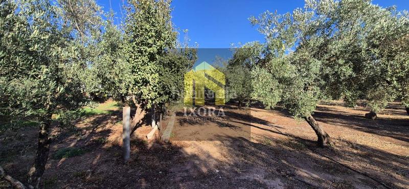 Foto d4701d1c-77c0-48d3-9ec8-957c678cdeb3. Masia a La Zarzuela - San José - Belén Linares