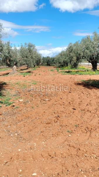 Foto 15db8b04-10dd-41c1-a642-a7c003d78b65. Fondo rustico in Malahá (La)