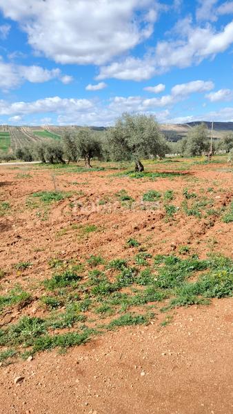 Foto 92ea7013-030b-470a-8d9c-1a5d6e1bacc3. Fondo rustico in Malahá (La)