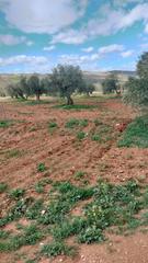 Finca rústica a Malahá (La). Haza en ventas de huelma
