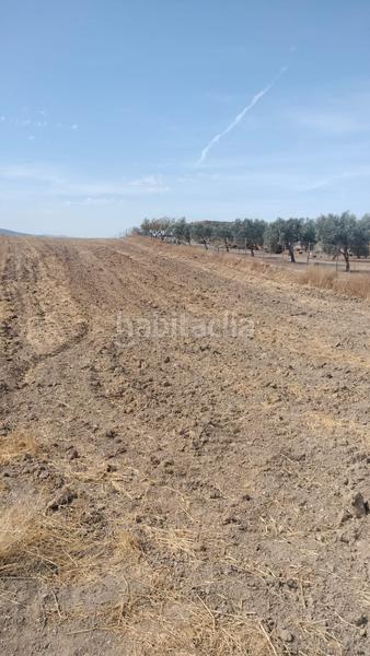 Foto 2e8cab82-4f6a-4bd5-8133-1de77fbdad66. Fondo rustico in Malahá (La)