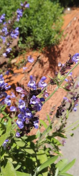 Foto c6befe35-6a01-4ece-b7b7-cd1c7706bdab. Maison avec cheminée chauffage parking piscine dans Cervelló