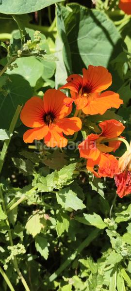 Foto fb4eb953-2dae-49d9-a860-2421deda40be. Maison avec cheminée chauffage parking piscine dans Cervelló