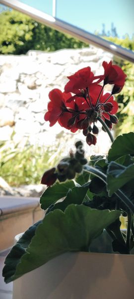 Foto 66d46925-cd6c-41c7-a501-539ab5d8d00a. Casa amb xemeneia calefacció aparcament piscina a Cervelló