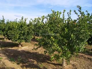 Finca rústica a Zona Estación. Se vende huerto de naranjos