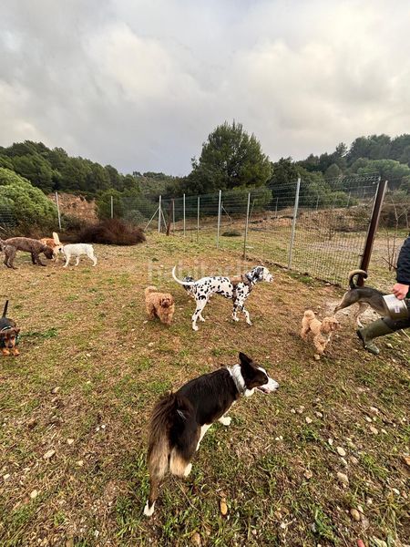 Foto 50103af8-aad7-4030-8a72-74ea2c16ab28. Finca rústica a Abrera