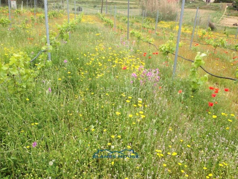 Foto 606d75a5-7f3d-4f23-9676-b4cf98518592. Propriété dans bosch rabasa 1 dans Centre Blanes