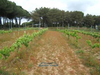 Landgut in Bosch rabasa 1. Finca rustica en venta en blanes