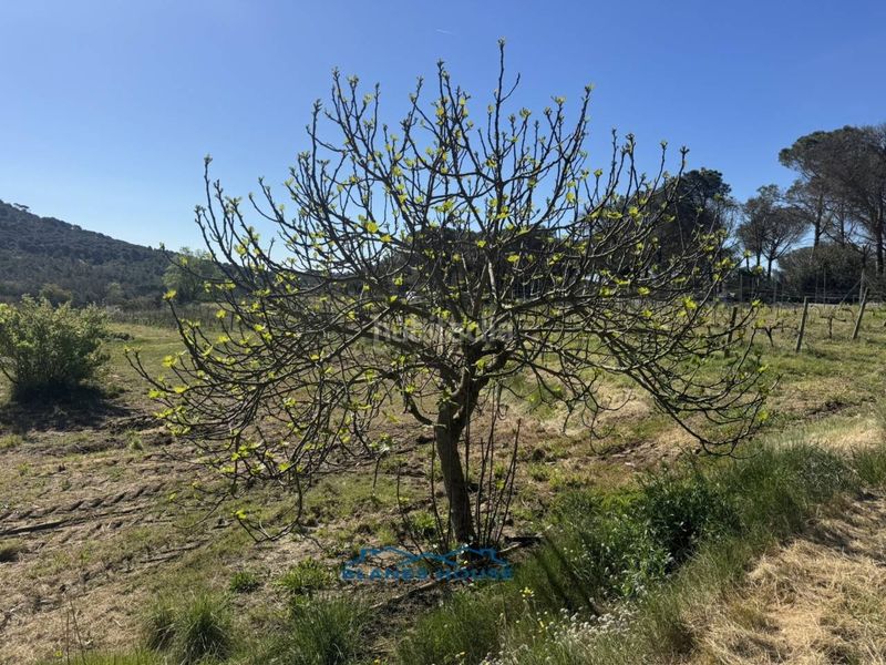 Foto f5e9e82f-44d3-4997-9ac9-31d26a39da83. Finca rústica a calle bosch rabasa 1 a Centre Blanes