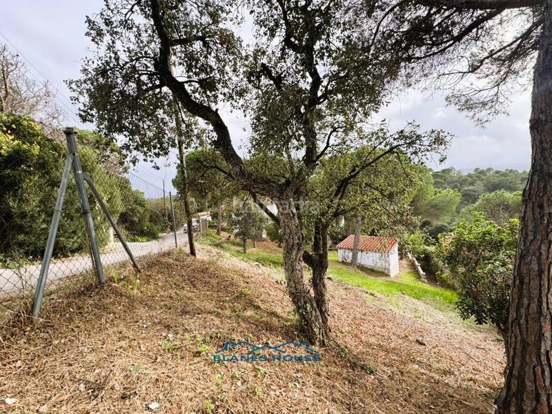 Foto d1d58a41-d01a-402d-8261-56942b5b68d6. Casa in orquidea 707 in Mas Mora-Sant Daniel Tordera