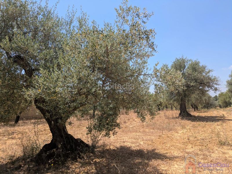 Foto 6e71e6d3-9c46-4894-8459-768a33a0f2e8. Masia a 8 a Vilanova d´Alcolea